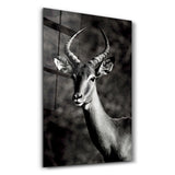 Antilope Black and White | Glass Wall Art