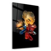 Betta Fish V2 | Glass Wall Art - Artdesigna