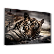 Tired Tiger | Glass Wall Art - Artdesigna