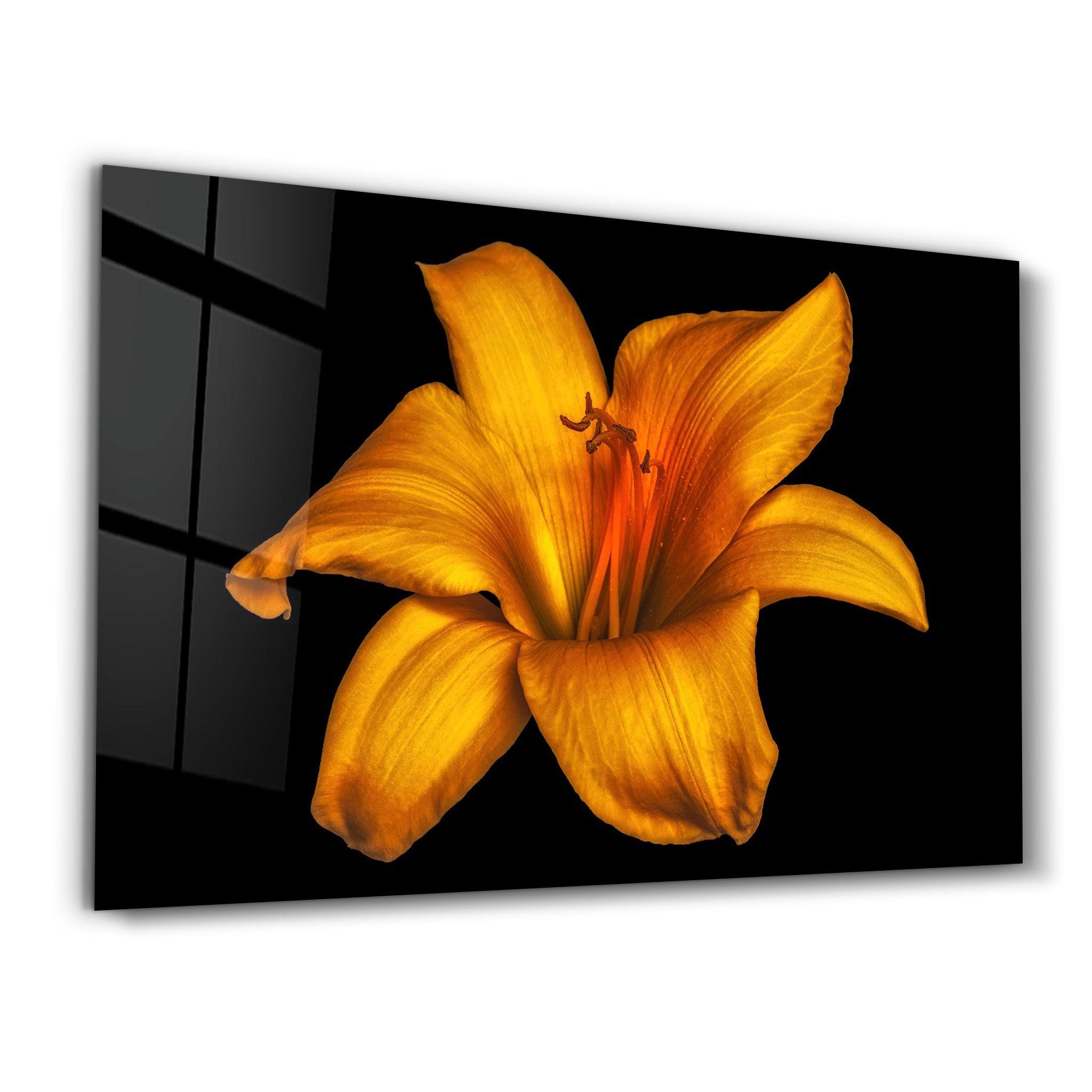 Orange Lily | Glass Wall Art - Artdesigna