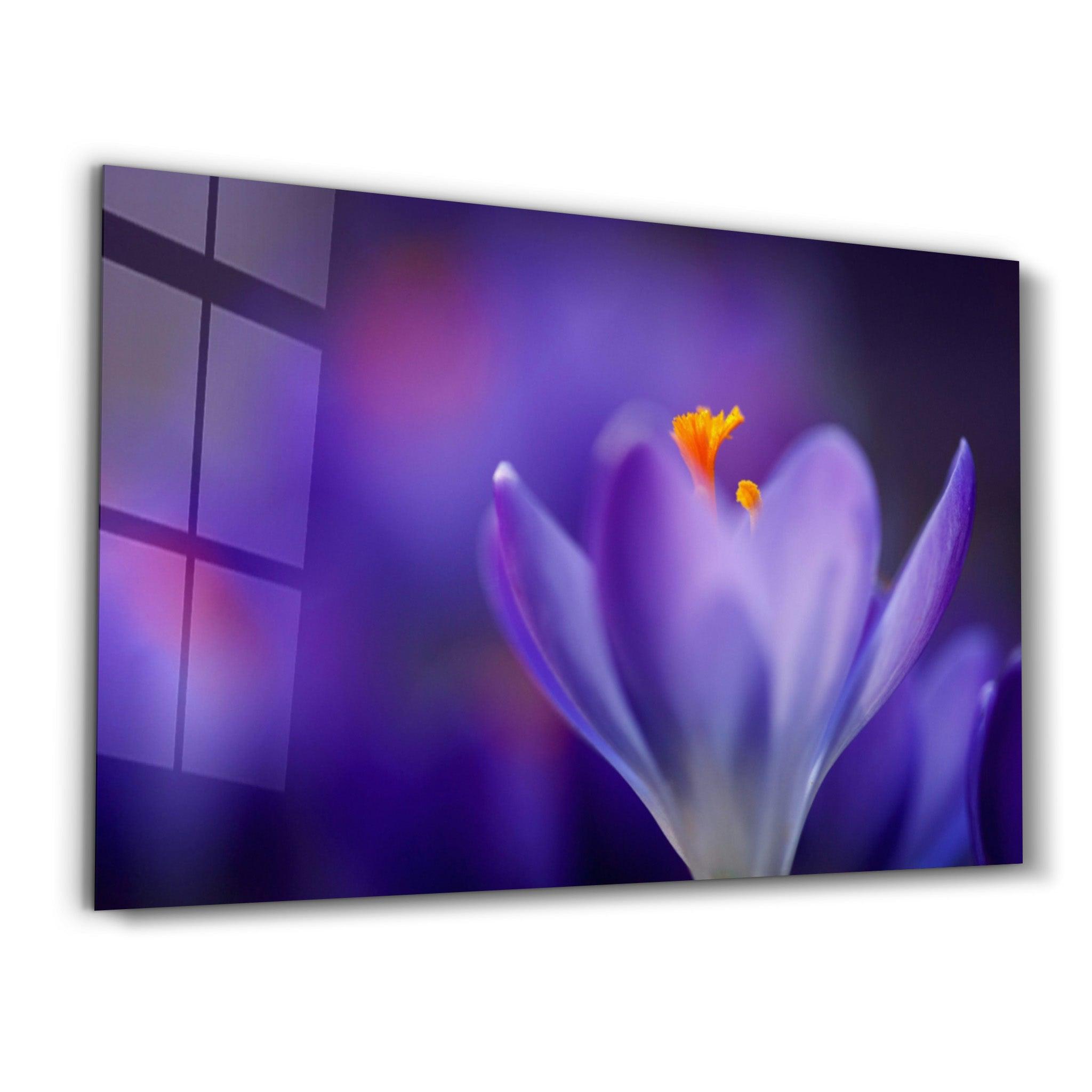 Radiant Bloom | Glass Wall Art - Artdesigna