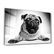 Pug | Glass Wall Art - Artdesigna