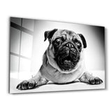 Pug | Glass Wall Art