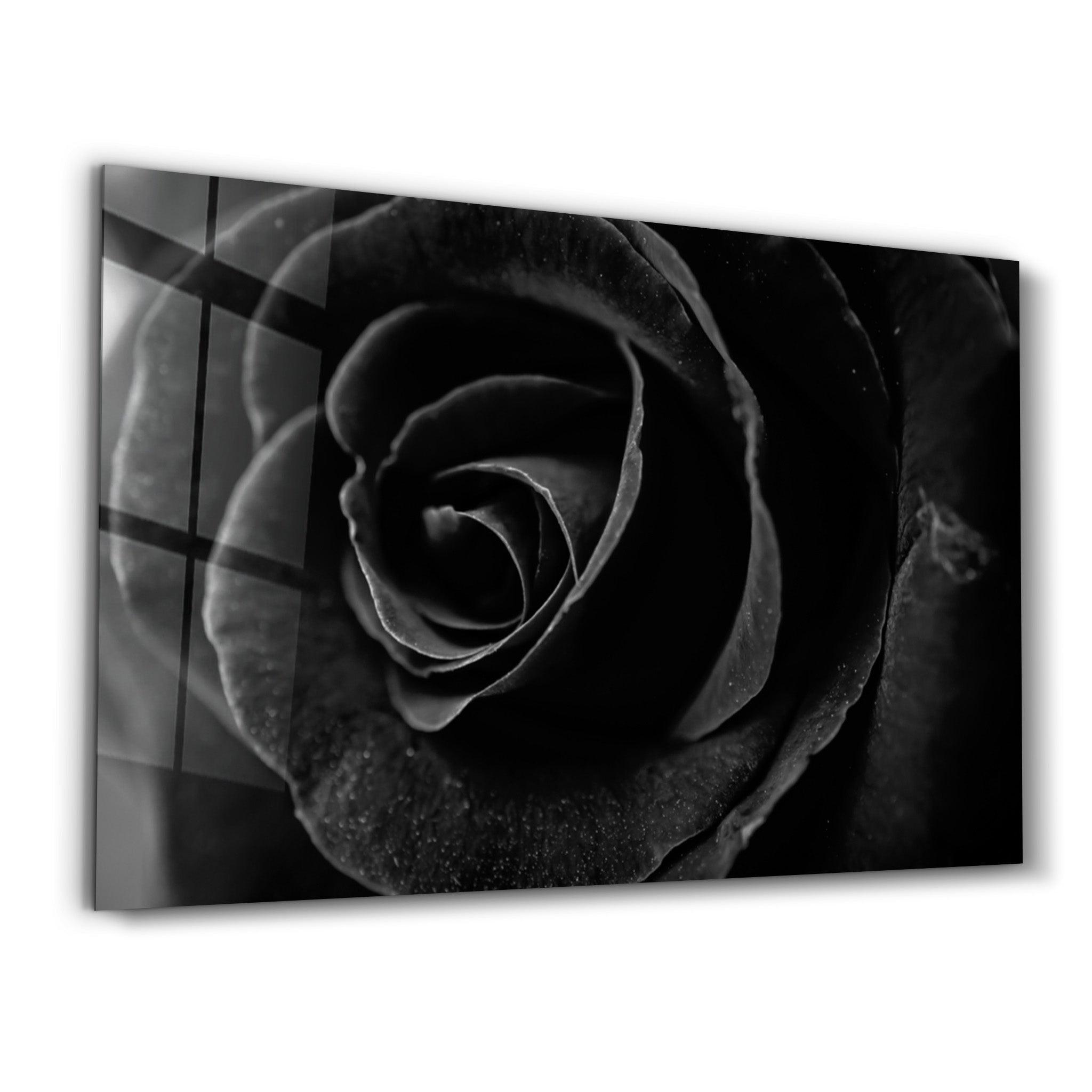 Black Rose | Glass Wall Art - Artdesigna