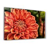 Orange Gerbera | Glass Wall Art