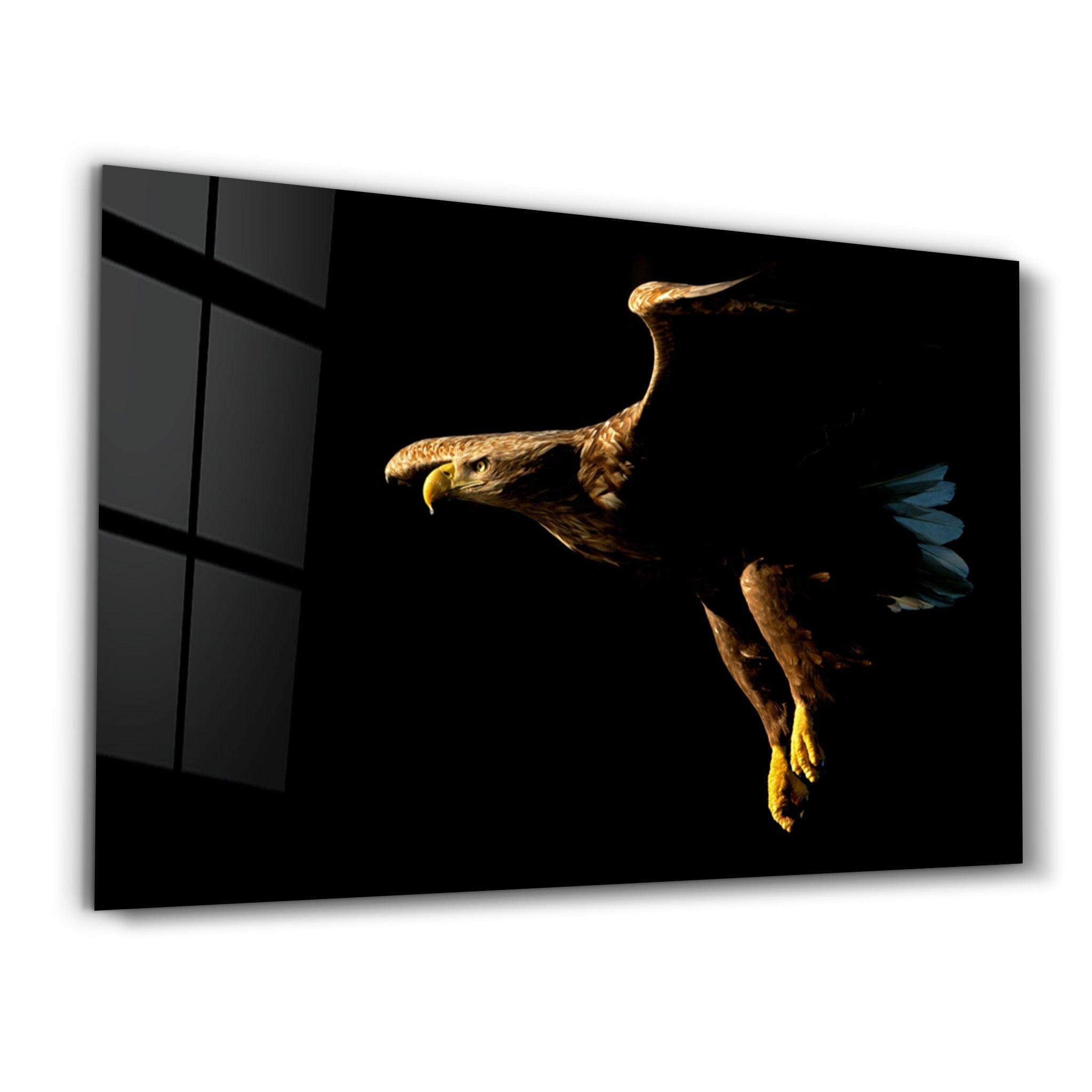 Eagle in Dark | Glass Wall Art - Artdesigna