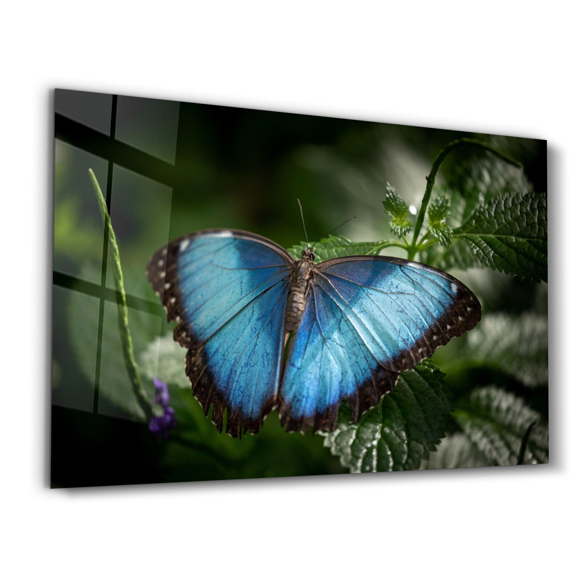 Butterfly Bluewing | Glass Wall Art - Artdesigna