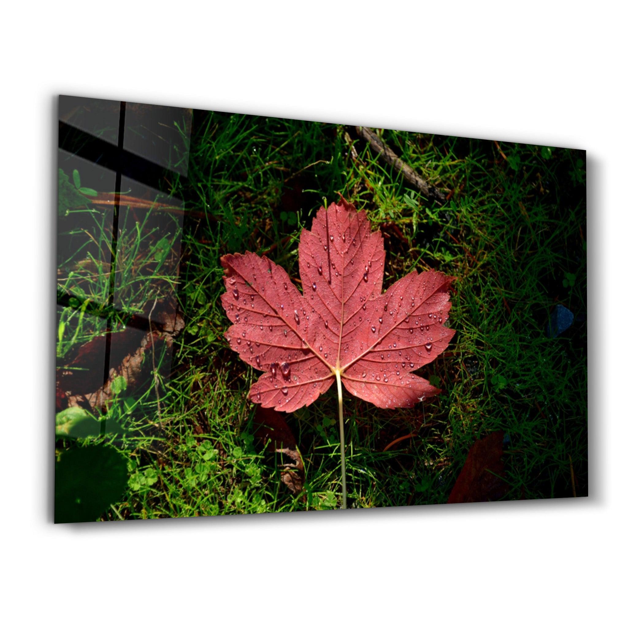 Plane Leaf | Glass Wall Art - Artdesigna