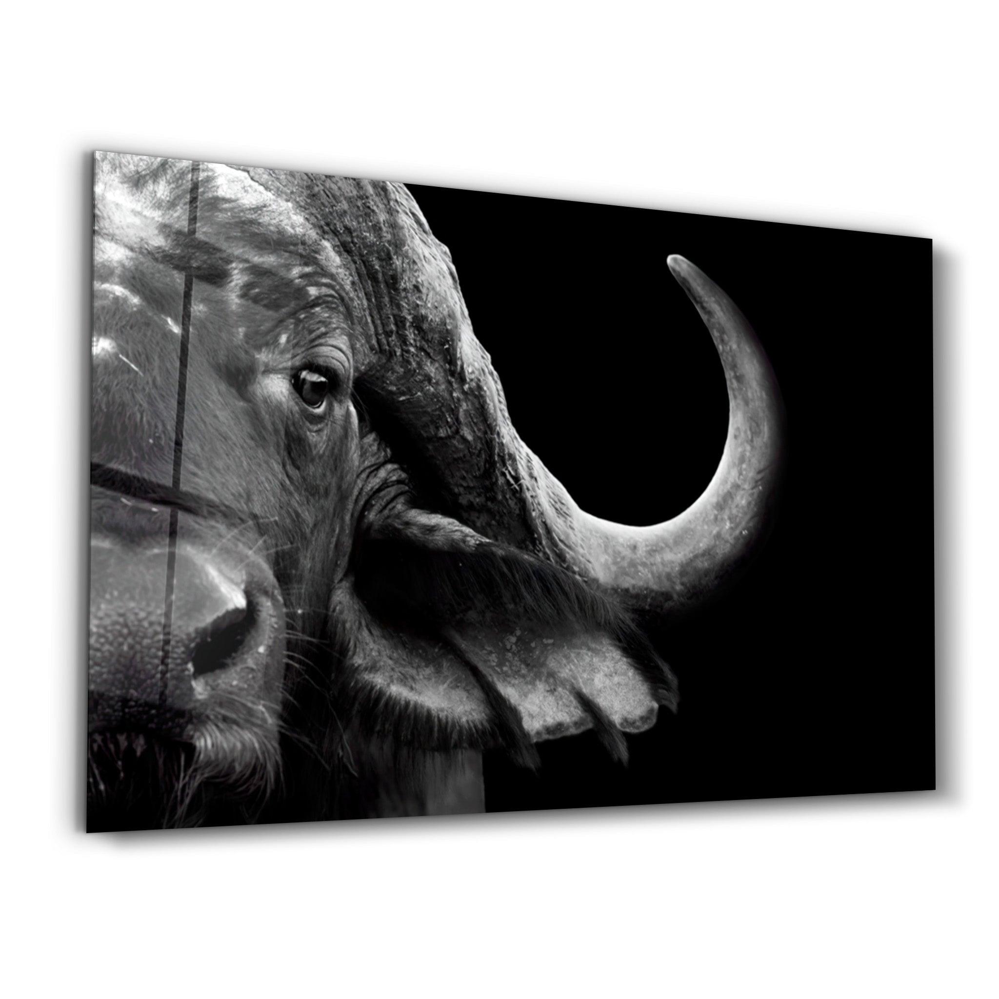 Buffalo | Glass Wall Art - Artdesigna