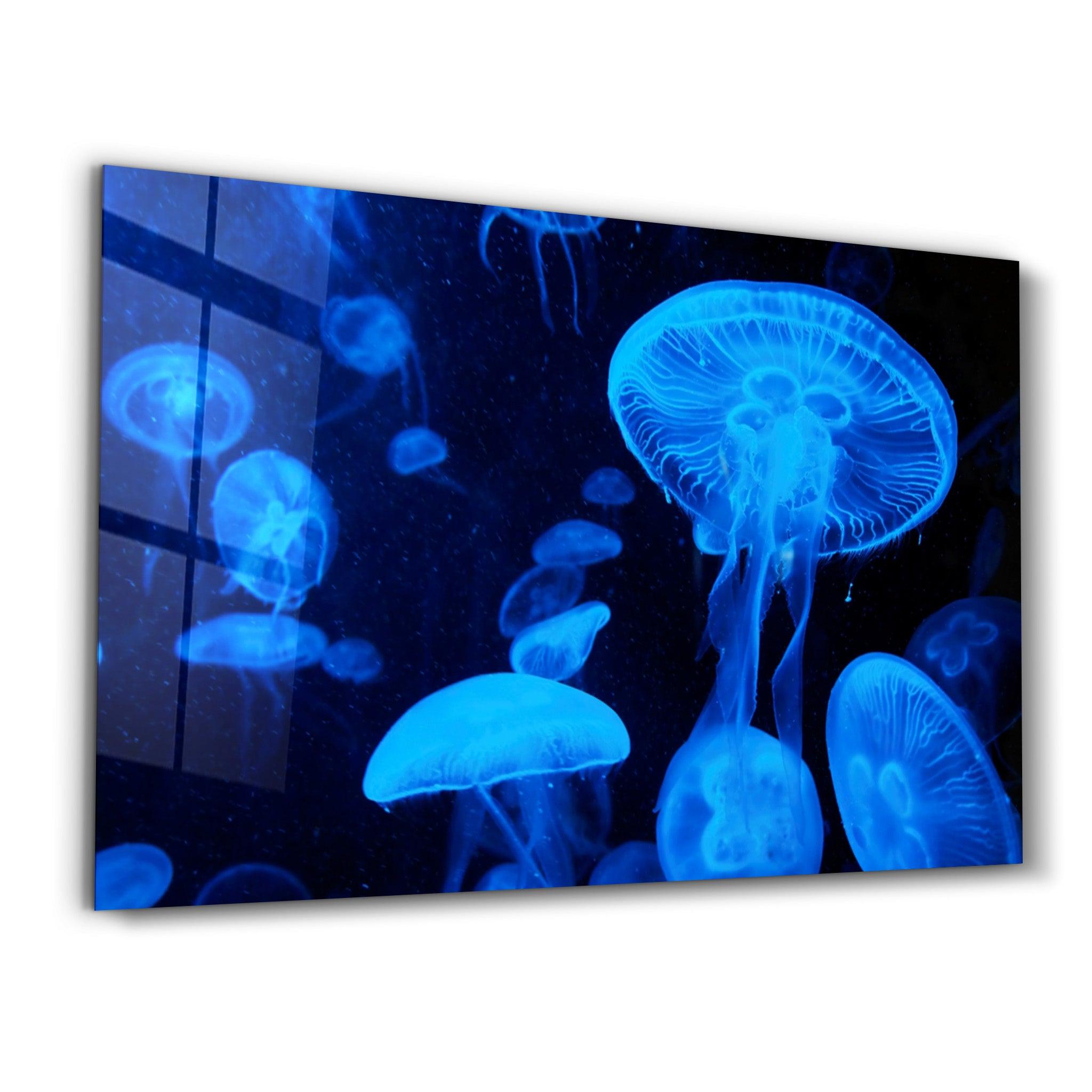 Blue Jellyfish | Glass Wall Art - Artdesigna