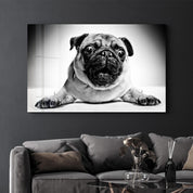 Pug | Glass Wall Art - Artdesigna